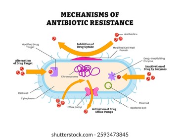 Antibiotic Resistance Mechanism diagram process. Efflux pumps ejecting antibiotics, bacterial proteins destroying antibiotics and mutated proteins defense system. vector illustration.