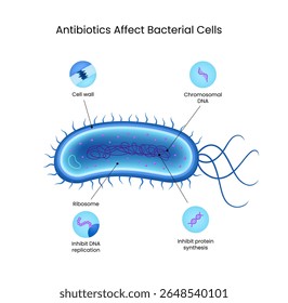 Antibióticos Afetam a Estrutura Celular Bacteriana