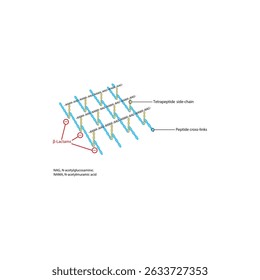 β-Lactam Antibiotics Mechanism: Inhibition of Bacterial Cell Wall Cross-Linking. Simple schematic microbiology illustration.