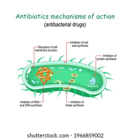 Antibiotics mechanisms of action. antibacterial drugs. From Disruption of cell membrane, and cell wall to Inhibition of RNA and DNA synthesis, protein synthesis, and folate synthesis. Vector