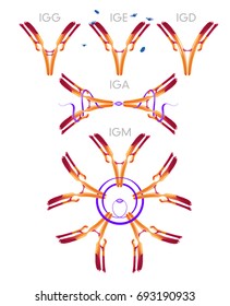 Antibodies antigen various forms on white background vector