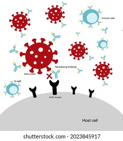 Die Antikörper (Immunglobulin): Neutralisierende und Bindende Antikörper schützen oder hemmen SARs-CoV-2, die Wirtszellen (menschliche Zellen)