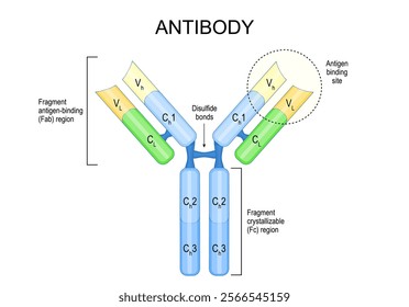 Antibody anatomy. Immunoglobulin Structure. Adaptive immune response. Vector poster. Illustration in flat style. 