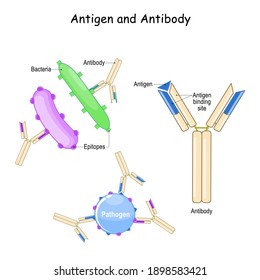 Antibody and Antigen. Humoral immunity and antigen-antibody complex. Two bacteria with different epitopes and antibodies. Biology, Immunology, and Microbiology study
