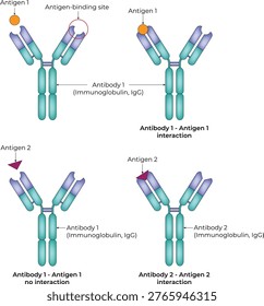 Antibody Antigen Interaction and Specificity Diagram Design