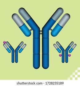 antibody a blood protein produced for a specific antigen recognizes as alien, bacteria, viruses, and foreign  foreign substances in the blood