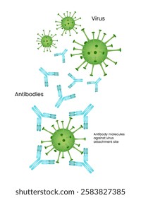 Antibody defense against the virus