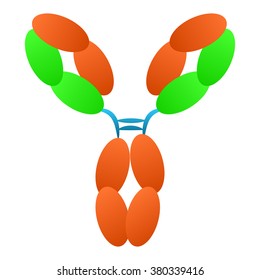 Antibody immunoglobulin molecule structure