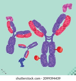 Antibody. immunoglobulin, a Y-shaped molecule binding to specific antigens viral or bacterial proteins with a prescription payload. 