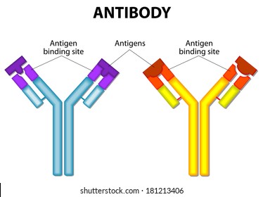 Antibody Molecule And Antigen. Vector Diagram