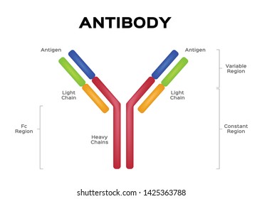 antibody molecule cell vector / Antigen
