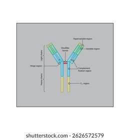 Antibody schematic illustration diagram- Variable, Fc, Hypervariable regions, disulfide bonds. Immunology schematic illustration.