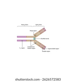 Antibody schematic illustration diagram- Variable, Fc, Hypervariable regions, disulfide bonds. Immunology schematic illustration.