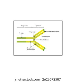 Antibody schematic illustration diagram- Variable, Fc, Hypervariable regions, disulfide bonds. Immunology schematic illustration.