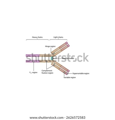 Antibody schematic illustration diagram- Variable, Fc, Hypervariable regions, disulfide bonds. Immunology schematic illustration.