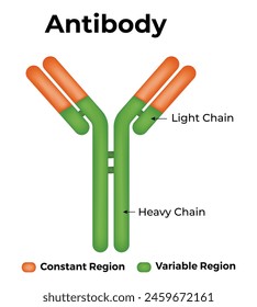 Antibody Science Vector Design  Illustration
