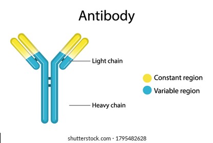 Antibody Structure Diagram On White Background Stock Vector (Royalty ...