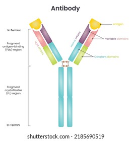 Antibody Structure Vector Illustration Diagram Stock Vector (Royalty ...