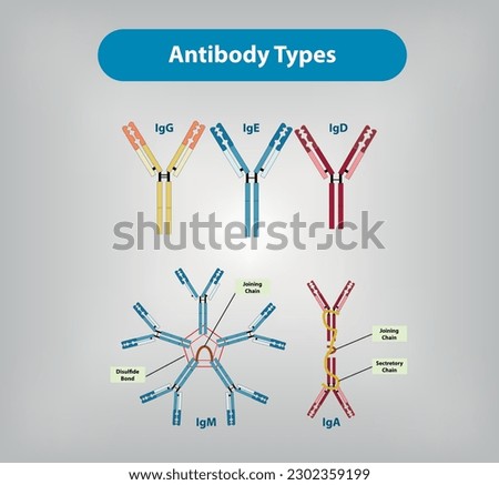 Antibody Types - IgG, IgE, IgD, IgM, IgA, Vector and Illustration