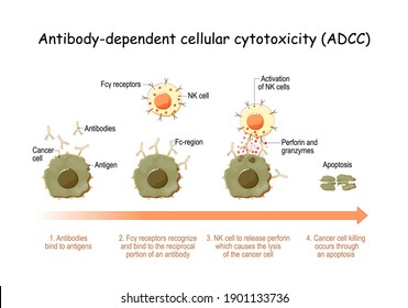 Antibody-dependent cellular cytotoxicity (ADCC). cell-mediated immune defense. Antigens of cancer cell have been bound by specific antibodies. immune system with natural killer (NK) cell