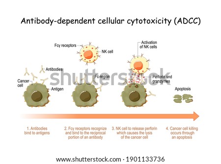 Antibody-dependent cellular cytotoxicity (ADCC). cell-mediated immune defense. Antigens of cancer cell have been bound by specific antibodies. immune system with natural killer (NK) cell