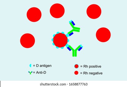 Anti-D binding with D antigen and not binding on rh negative blood, Rh blood system