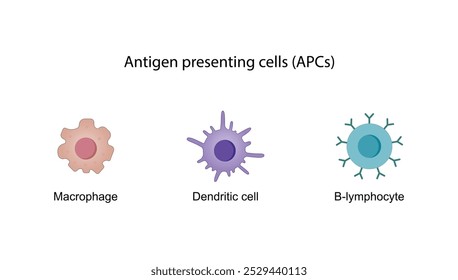 Células presentadoras de antígeno (APC). Macrófago, célula dendrítica, linfocito B. Respuesta inmunitaria. Vector ilustración científica.