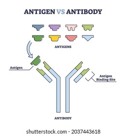 Antigen vs antibody with medical immune system differences outline diagram. Labeled educational scientific virus detection explanation and comparison information vector illustration. B cell activation