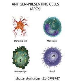 Antigen-presenting cells (APC). Accessory cells. Professional antigen-presenting cells. Adaptive immune response. 