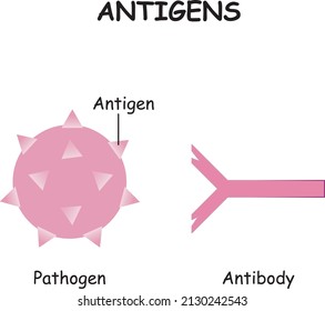 Ilustración vectorial de antígenos. Anticuerpos y patógenos etiquetados, antígeno, diagrama médico