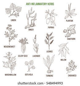 Anti-inflammatory herbs. Hand drawn vector set of medicinal plants