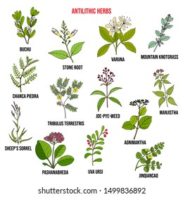 Antilithic herbs, natural botanical set. Hand drawn vector illustration