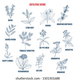 Antilithic herbs, natural botanical set. Hand drawn vector illustration