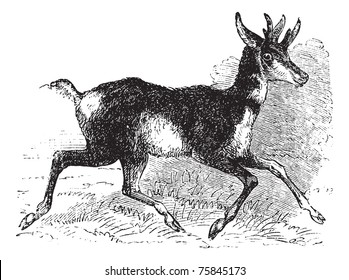 Antilocapra americana, prong buck or prong horn antelope, vintage engraving. Old engraved illustration of an American antelope on the run.