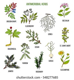 Antimicrobial herbs. Hand drawn vector set of medicinal plants