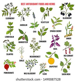 Antioxidant foods and herbs. Hand drawn vector illustration