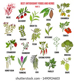 Antioxidant foods and herbs. Hand drawn vector illustration