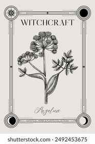 Antique apothecary label design. Angelica sketch. Medicinal herb hand-drawn illustration. Art deco frame template. NOT AI generated