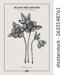 Antique apothecary label design. Black Hellebore sketch. Witch herbs. Poisonous plant hand-drawn illustration. Art deco poster. NOT AI generated