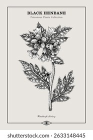 Antique apothecary label design. Black Henbane sketch. Witch herbs. Poisonous plant hand-drawn illustration. Art deco poster. NOT AI generated