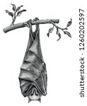 Antique of Bat hand draw vintage engraving style isolated on white background
