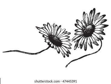 antique daisies engraving, scalable and editable vector illustration