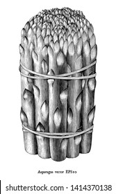 Antique engraving illustration of asparagus black and white clip art isolated on white background