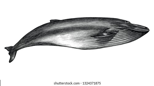 Antique engraving illustration of Blue whale black and white isolated on white background