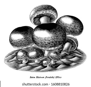 Antique engraving illustration of Button Mushroom hand draw black and white clip art isolated on white background