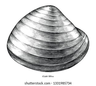 Antique engraving illustration of Clam black and white clip art isolated on white background