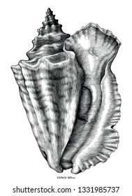 Antique engraving illustration of Conch black and white clip art isolated on white background