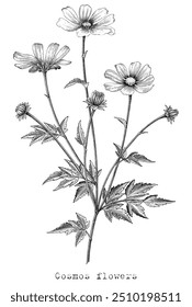 Antique engraving illustration of Cosmos flower black and white clip art isolated on white background