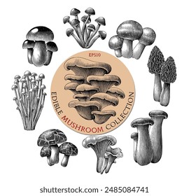 Antique engraving illustration of edible mushroom collection hand draw black and white clip art isolated on white background