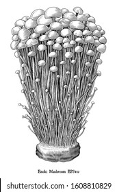 Antique engraving illustration of Enoki Mushroom hand draw black and white clip art isolated on white background